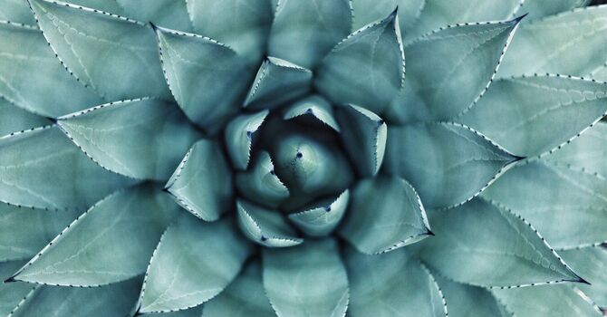 Norwich Home Visit Service